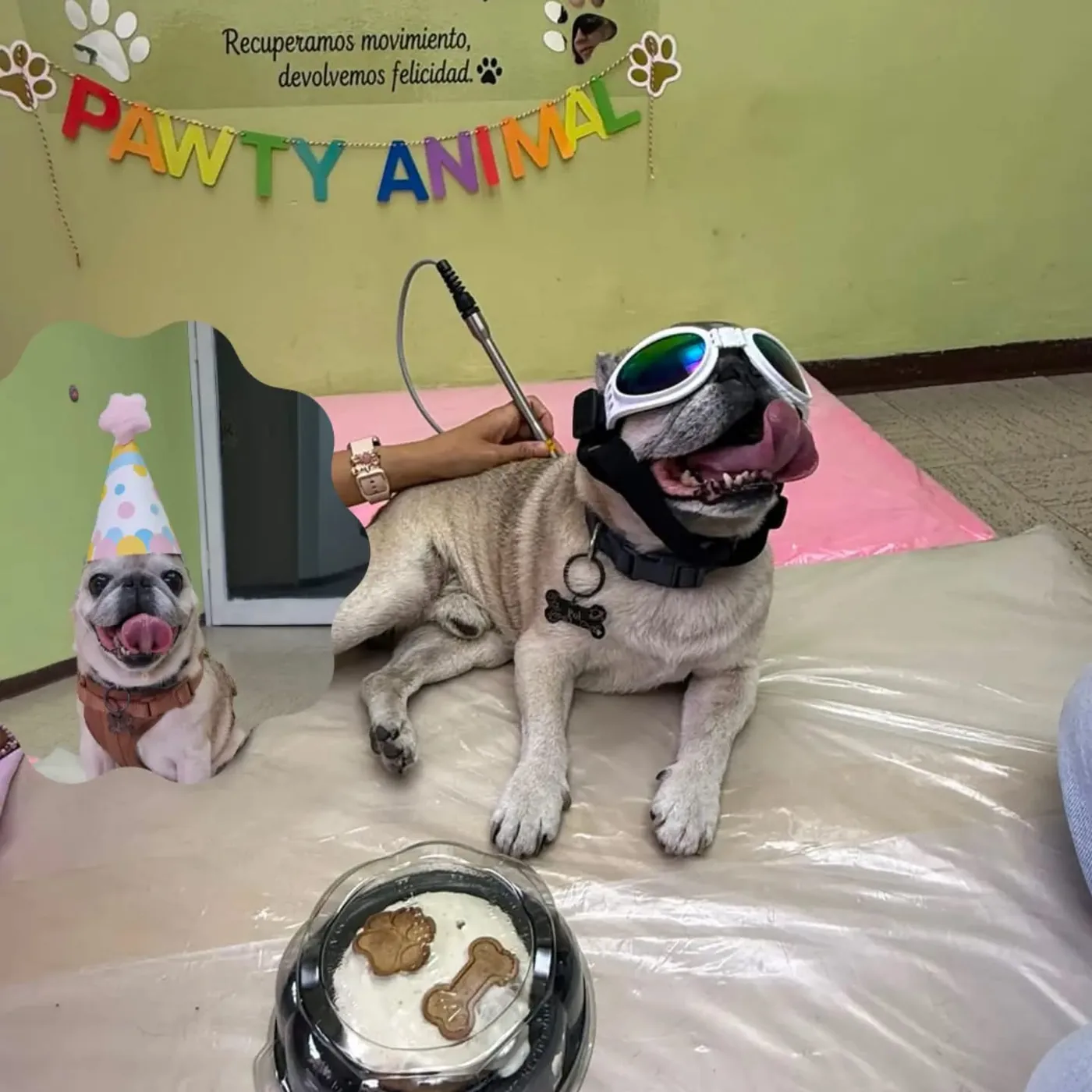 Sesión de fisioterapia veterinaria en Fisio Paws
