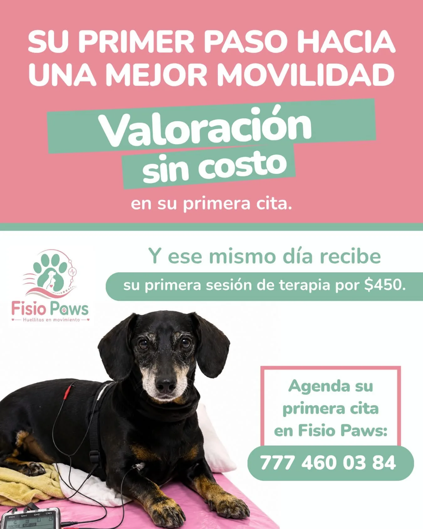 Paciente canino en rehabilitación