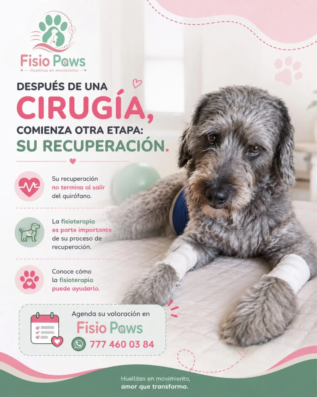 Rehabilitación postquirúrgica para mascotas