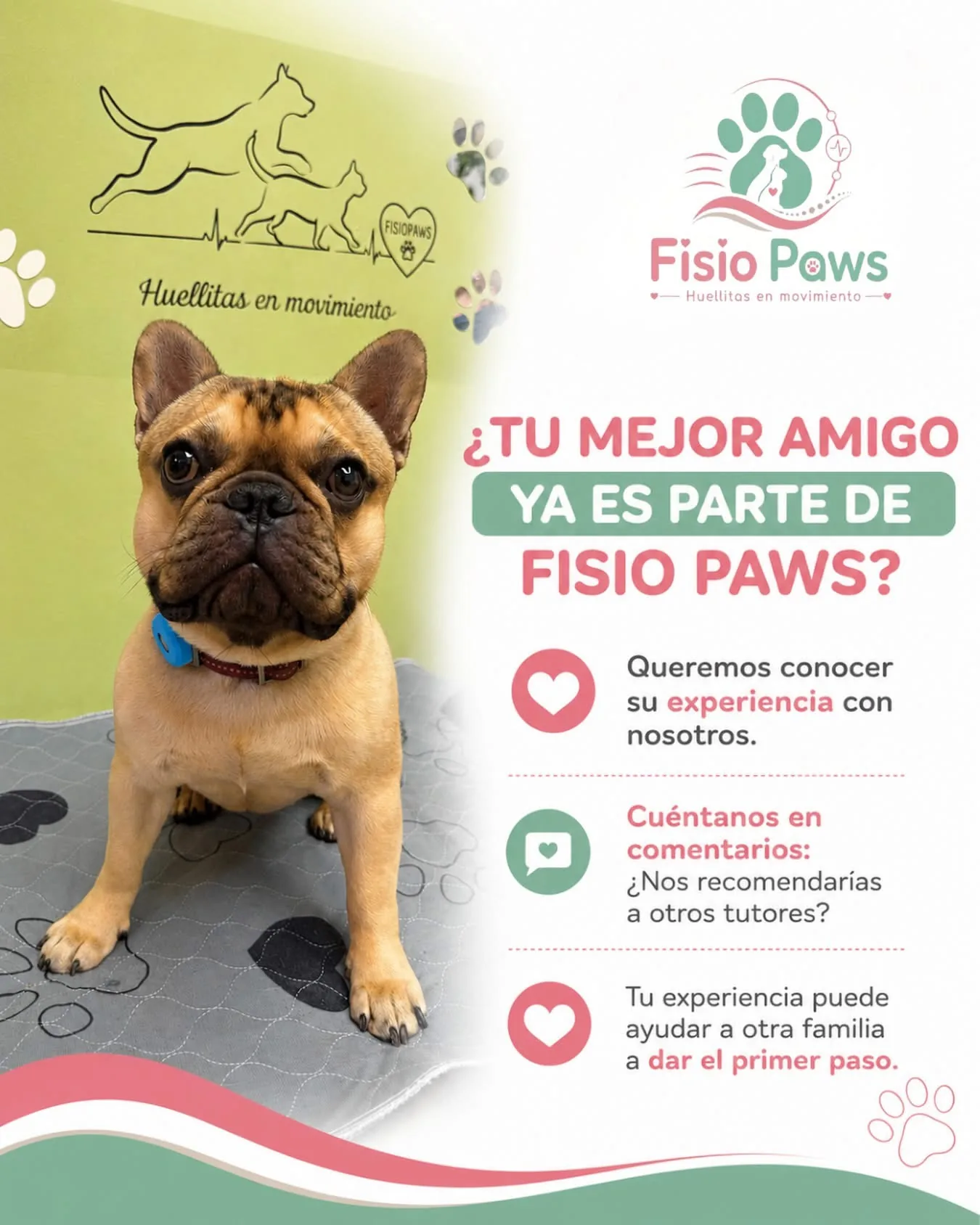 Paciente canino en Fisio Paws